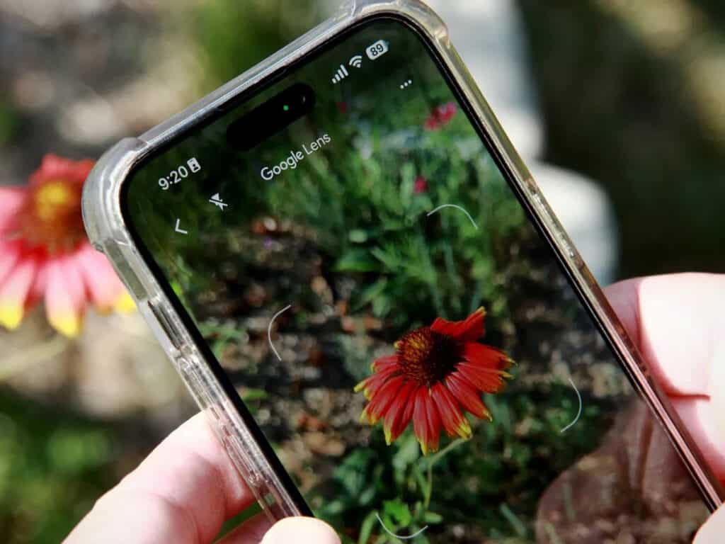 Google Lens หาชื่อพรรณไม้