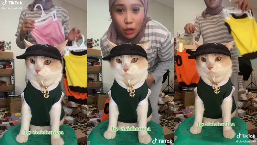 ไลฟ์ขายของ_แมวไลฟ์ขายของ
