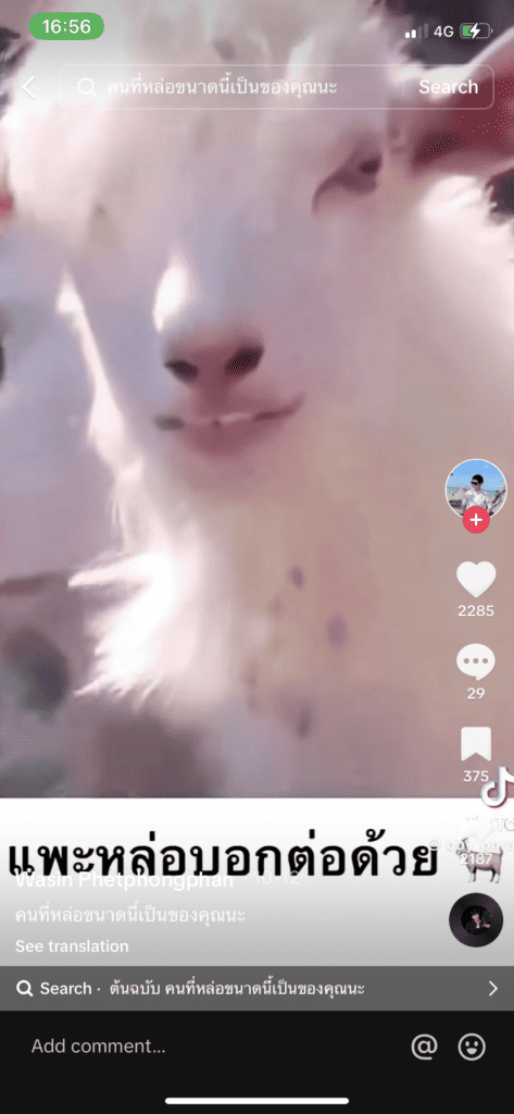 ไวรัล TikTok_แพะสีขาว